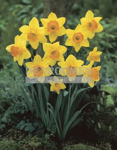 Narcissus Large Cup Fortune | 50 pce