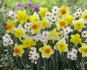 Daffodil Mamma Mia Blend | 50 pce