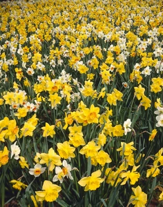 Daffodil Naturalizing Meadow Blend | 50 pce