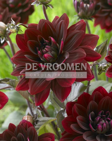 Dahlia After Dusk | Capper 12 x 1