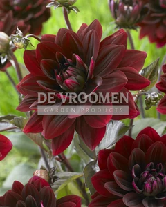 Dahlia After Dusk | Capper 12 x 1
