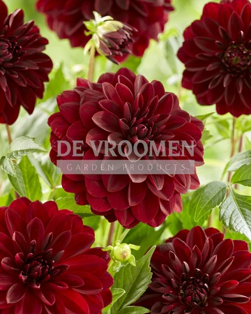 Dahlia Arabian Night | 15 pcs