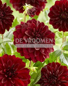 Dahlia Arabian Night | 25 pcs