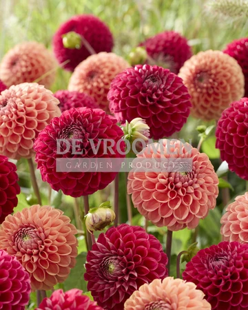 Dahlia Berry Bonbon NEW | Capper 18 x 2