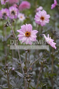 Dahlia Bishop Of Leicester | Capper 12 x 1