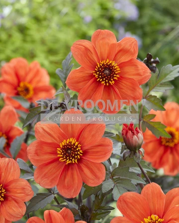 Dahlia Bishop Of Oxford | Capper 12 x 1