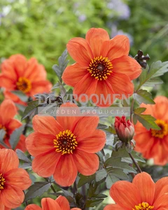 Dahlia Bishop Of Oxford | Capper 12 x 1