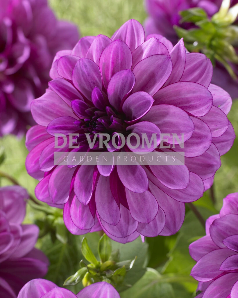 Dahlia Blue Bell | 75 pcs - De Vroomen US
