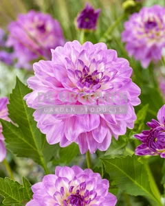 Dahlia Blue Wish | Capper 12 x 1