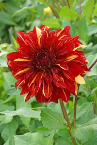 Dahlia Bohemian Spartacus NEW | 15 pcs