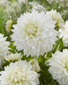 Dahlia Bull's Pride | 15 pcs
