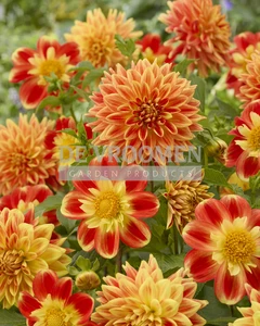 Dahlia Burning Love NEW | Capper 18 x 2