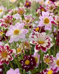 Dahlia Butterfly Seduction Blend NEW | Capper 12 x 3