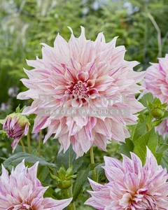 Dahlia Café Au Lait Twist | Capper 12 x 1