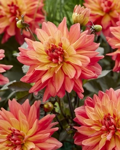 Dahlia Camelot | 15 pcs