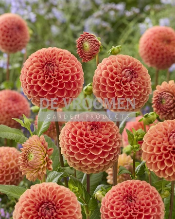 Dahlia Cornel Brons NEW | Capper 12 x 1