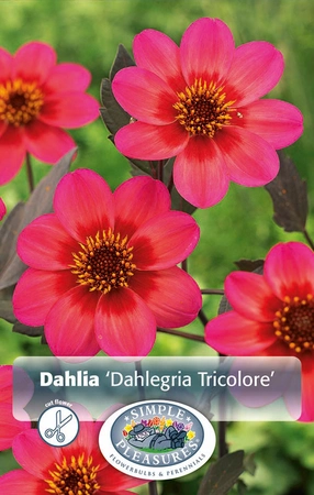 Dahlia Dahlegria Tricolore | 12 pcs
