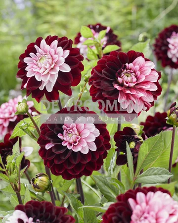 Dahlia Daria in Love NEW | Capper 12 x 1