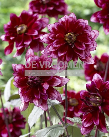 Dahlia Darkarin NEW | Capper 12 x 1
