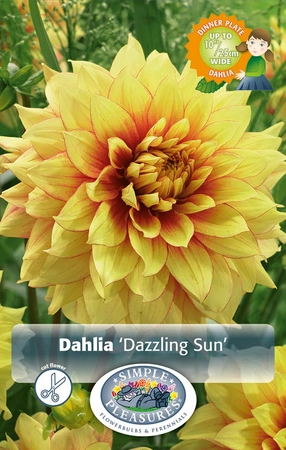 Dahlia Dinnerplate Dazzling Sun | Capper 12 x 2
