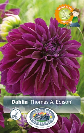 Dahlia Dinnerplate Thomas A. Edison | Capper 12 x 1