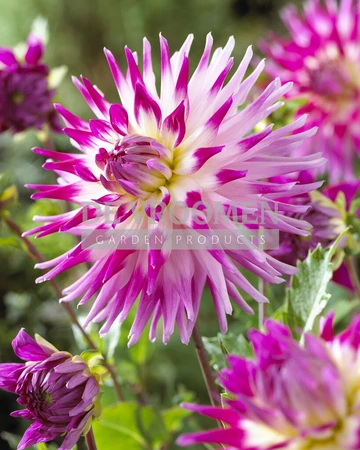 Dahlia Electric Light NEW | Capper 12 x 1