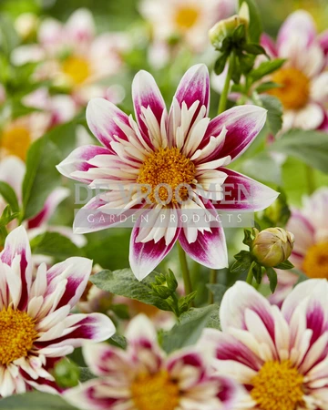 Dahlia Fashion Monger NEW | Capper 12 x 1