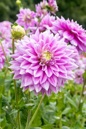 Dahlia Ferncliff Inspiration | 15 pce