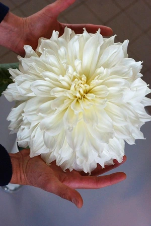 Dahlia Fleurel | 75 pce