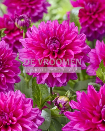 Dahlia Fuchsia Charm NEW | Capper 12 x 1