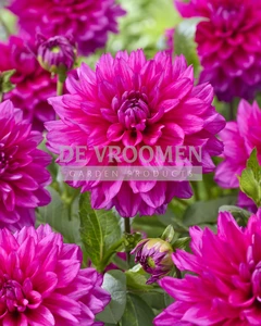 Dahlia Fuchsia Charm NEW | Capper 12 x 1