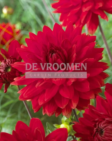 Dahlia Garden Wonder | 75 pce