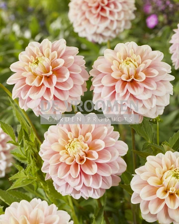 Dahlia Giovanna NEW | Capper 12 x 1