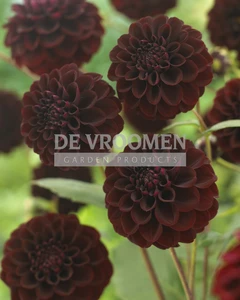 Dahlia Gipsy Night NEW | Capper 12 x 1