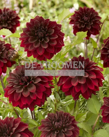 Dahlia Go-Go Black | Capper 12 x 1