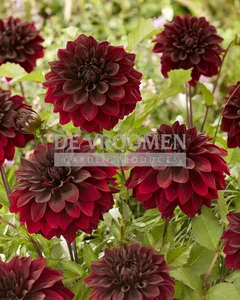 Dahlia Go-Go Black | Capper 12 x 1