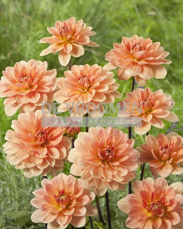 Dahlia Go Go Peach NEW | Capper 12 x 1