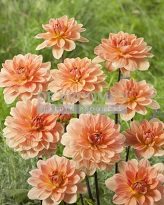 Dahlia Go Go Peach NEW | Capper 12 x 1