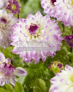 Dahlia Hapet Blue Eyes NEW | Capper 12 x 1