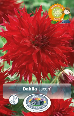 Dahlia Jaxon | 12 pcs