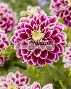Dahlia Jowey Paradise | Capper 12 x 1