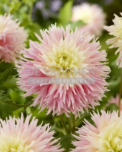 Dahlia Just Married NEW | Capper 24 x 1