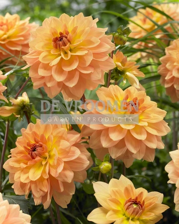Dahlia Karma Gold | 15 pce