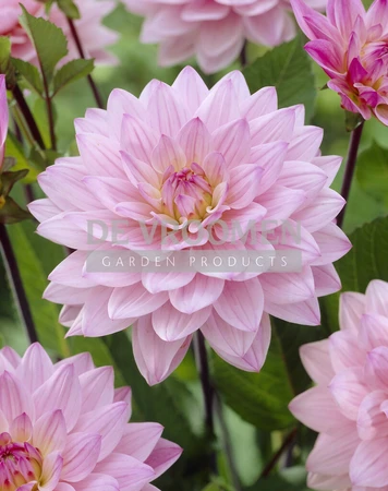 Dahlia Karma Prospero | 75 pce