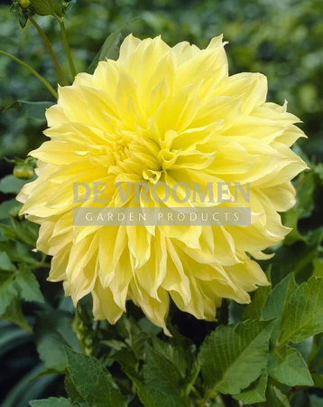 Dahlia Kelvin Floodlight | 75 pce