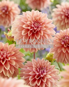 Dahlia Kick Off NEW | Capper 12 x 1