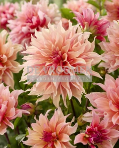 Dahlia Labyrinth NEW | Capper 24 x 1