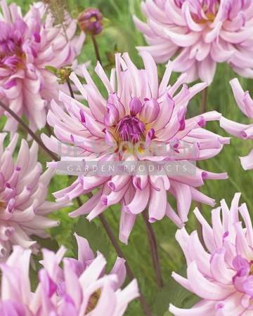 Dahlia Leila Savanna Rose | Capper 12 x 1