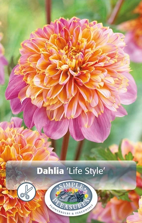 Dahlia Life Style | 12 pce
