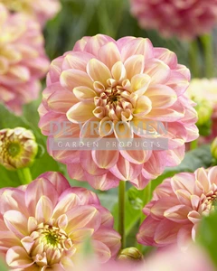 Dahlia Milena Fleur NEW | Capper 12 x 1